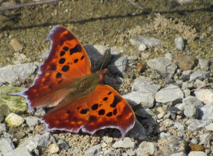 Question Mark Butterfly